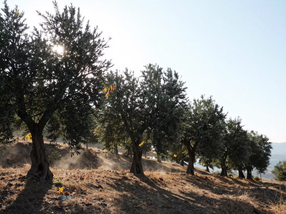 Olive Trees Silhouetted in Midday Dappled Light in in North Macedonia