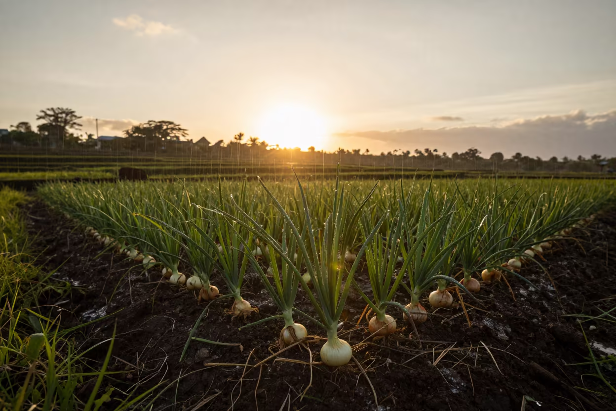 Onion Furrow Silhouetted Against Mauritius Sunset in among terraced rice paddies in Mauritius