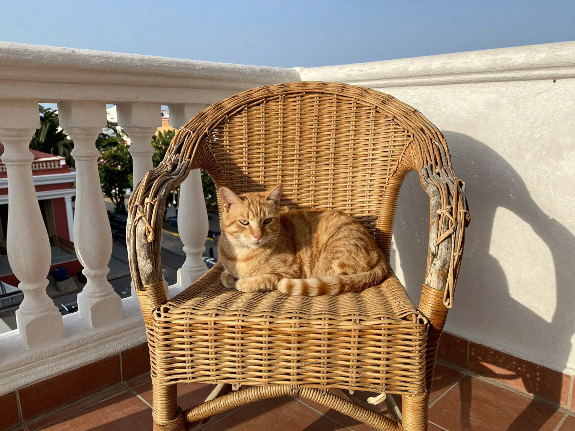 Orange Cat in Cartagena in in Cartagena, Colombia