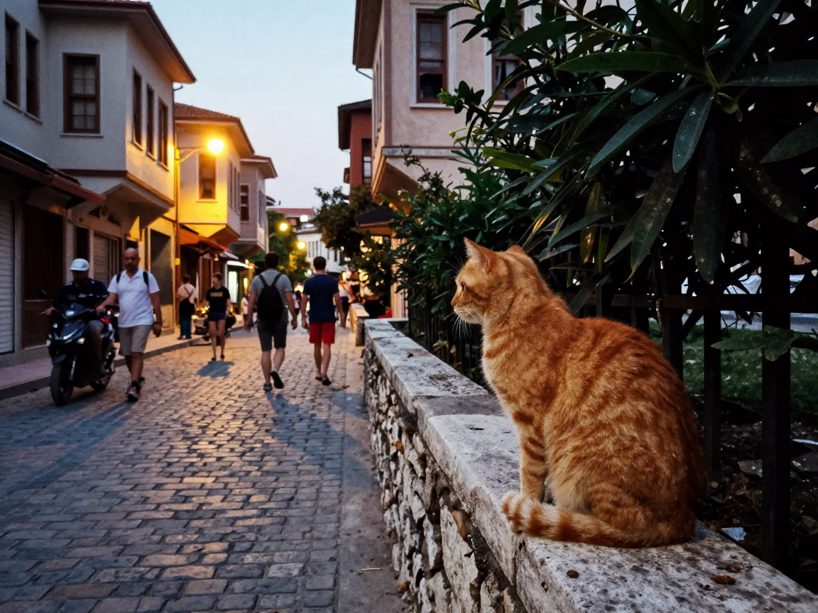 Orange Cat in Istanbul at Evening Light in in Istanbul, Turkey