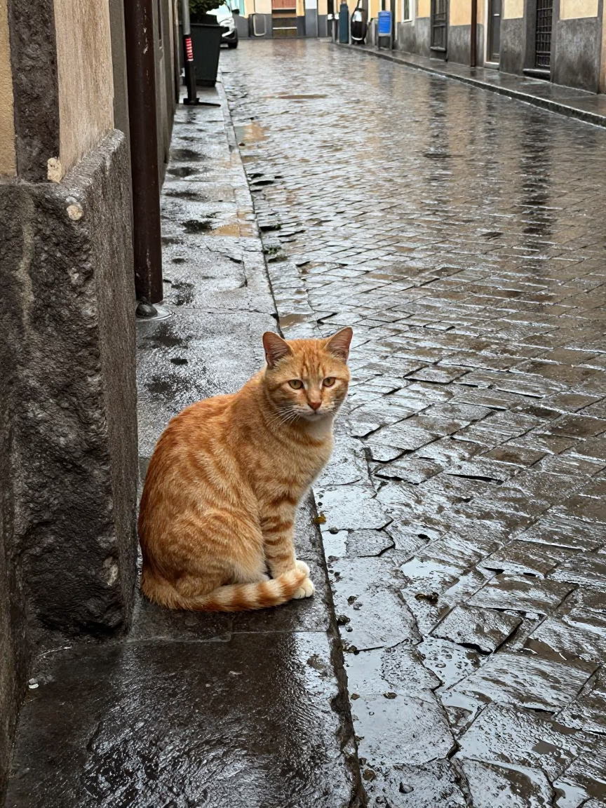 Orange Cat in Naples in in Naples, Italy
