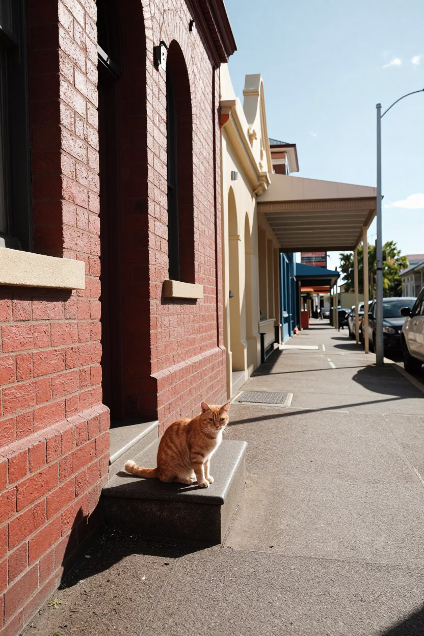 Orange Cat in Perth in in Perth, Western Australia, Australia
