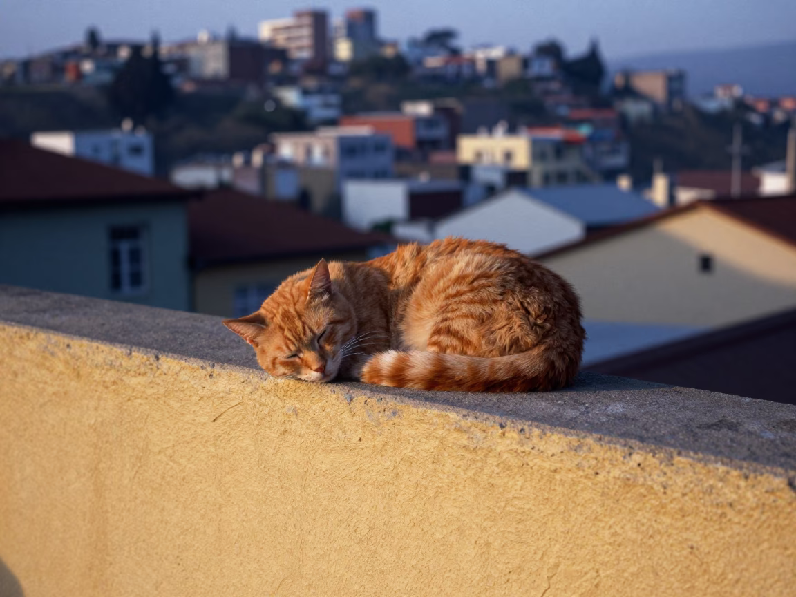 Orange Cat Sleeping in Valparaiso at Sunrise Light in in Valparaiso, Chile