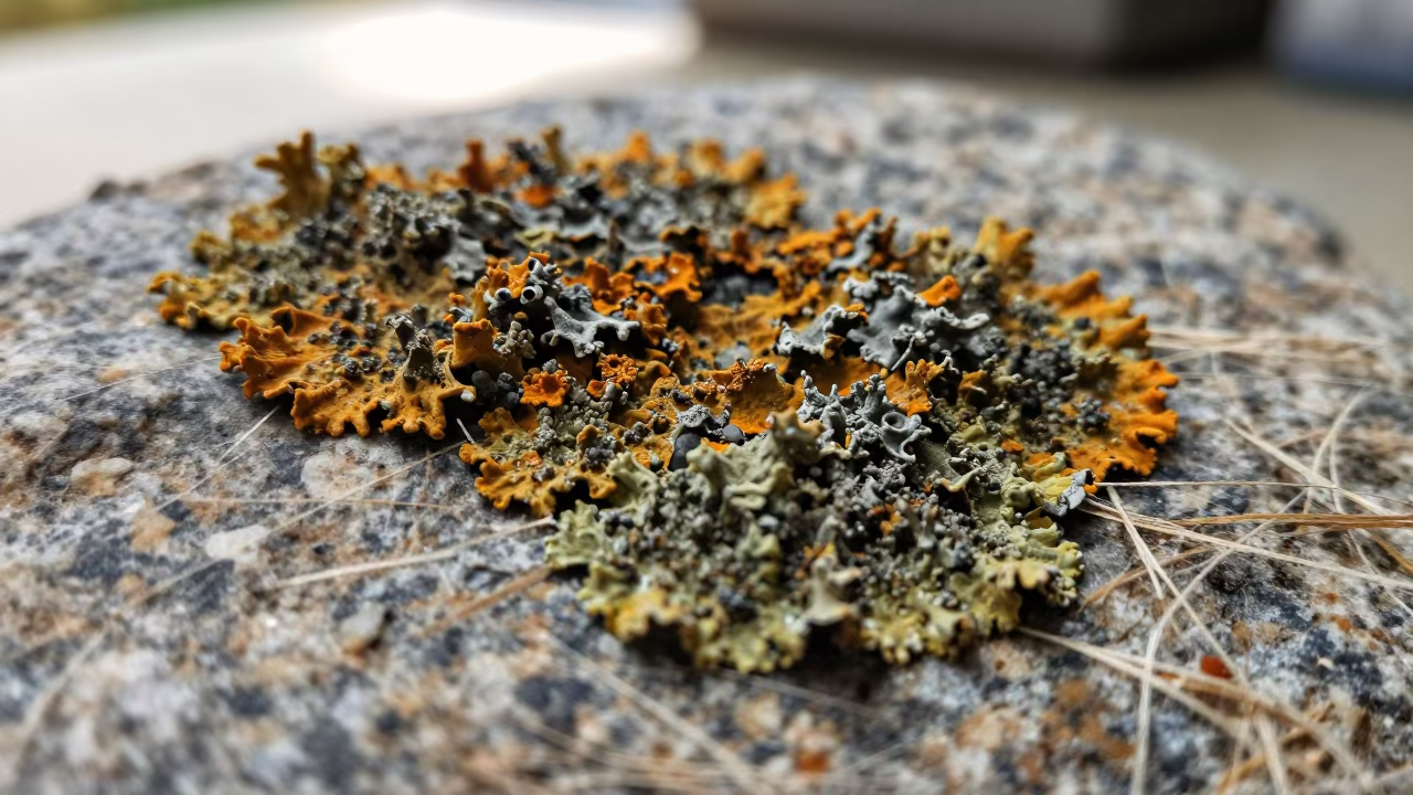 Orange Green Lichen Granite Linen Macro in against woven linen fibers in Samara