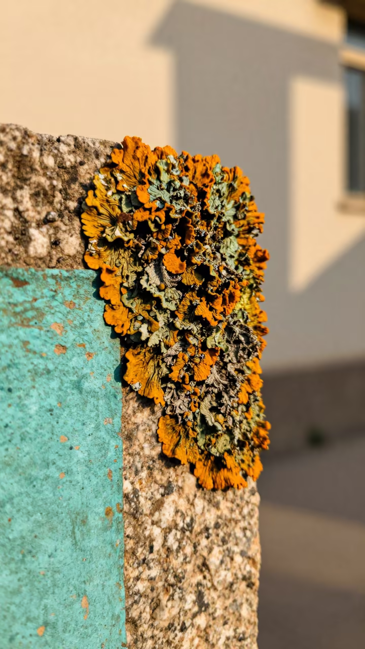 Orange Green Lichen on Weathered Turquoise Paint in against weathered turquoise paint near Peshawar