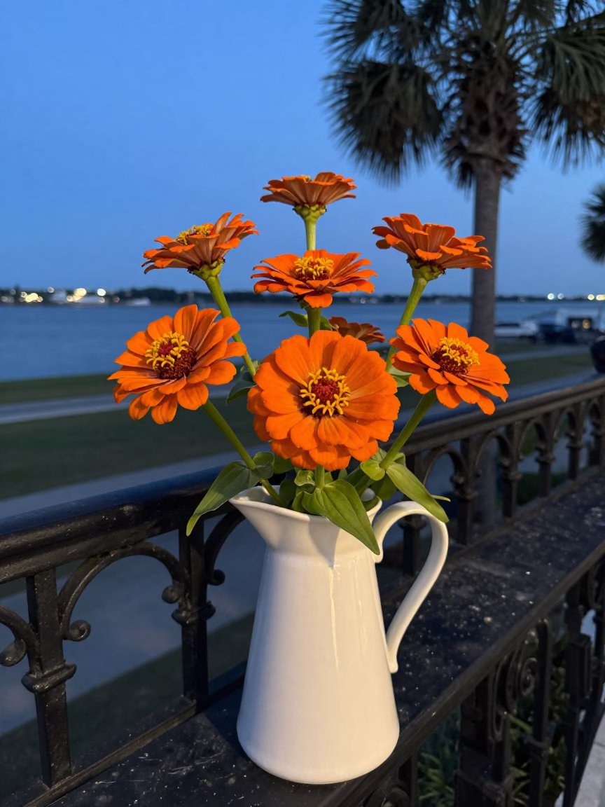 Orange Zinnias in Charleston in in Charleston, United States