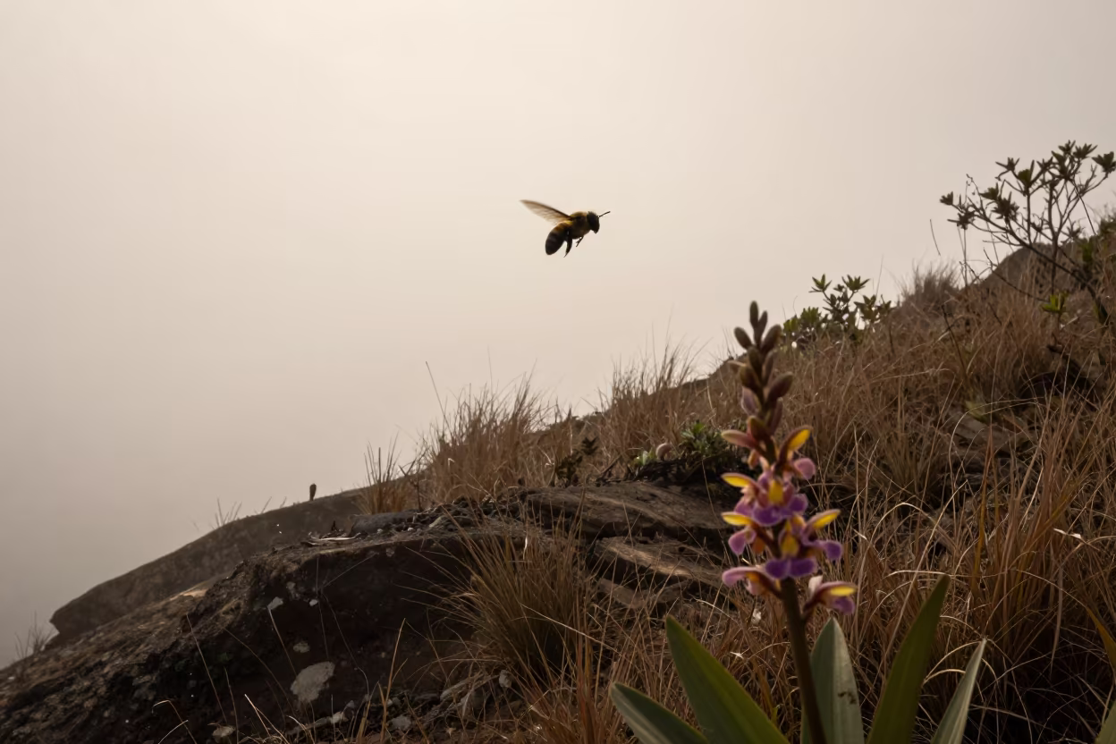 Orchid Bee Silhouette Against Late Afternoon Light in on a wind-scoured ridge near Rocinha, Rio de Janeiro