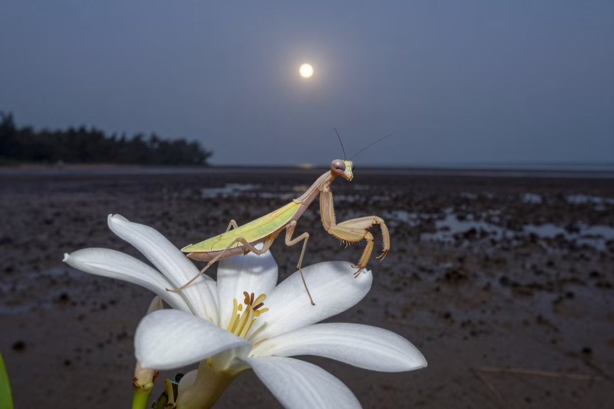 Orchid Mantis on White Flower Before Dawn in beside a tidal inlet in Indonesia