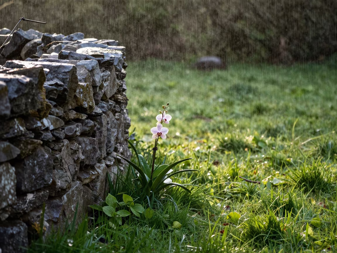 Orchid Spray in Dawn Shadow Northern Ireland in in a bloom-heavy meadow in Northern Ireland