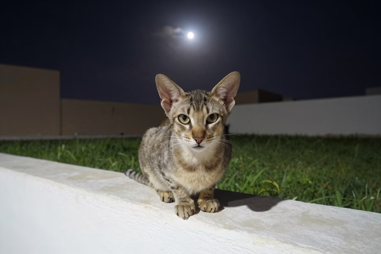 Oriental Longhair Cat on Riyadh Courtyard Wall Night in in a small yard with clipped grass, calm light, and the animal centered in frame in Riyadh