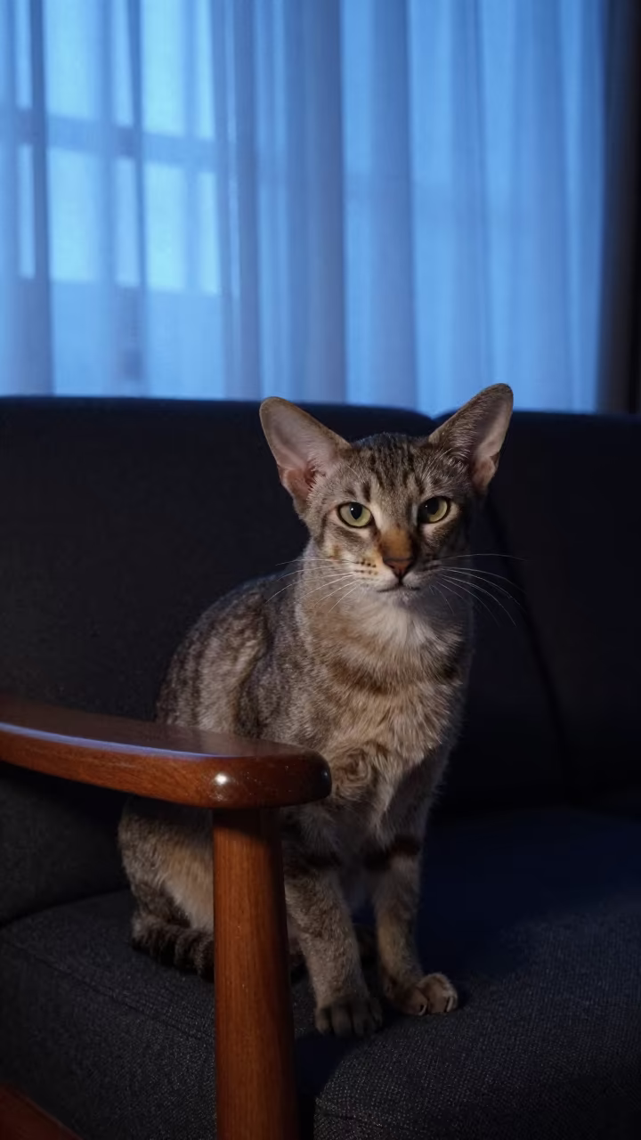 Oriental Longhair Portrait in Cool Evening Light in on a sofa near a curtained window with calm indoor light near Dawei