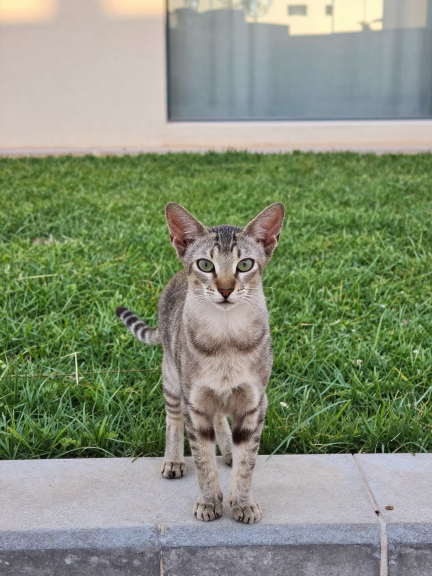 Oriental Longhair Portrait in Sharjah Yard in in a small yard with clipped grass, calm light, and the animal centered in frame in Sharjah