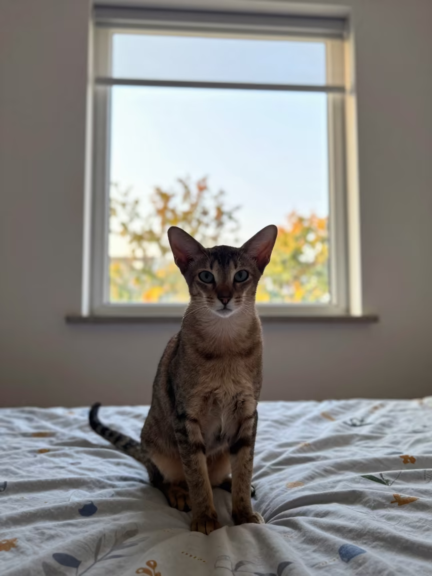 Oriental Shorthair Cat Lounging in Late Afternoon Light in on a bedspread near a bright window with calm indoor light in Chongqing