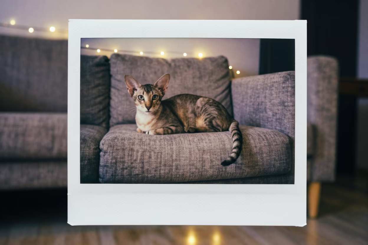 Oriental Shorthair Cat on Linen Sofa Twilight in on a linen sofa with daylight from a nearby window in Minsk