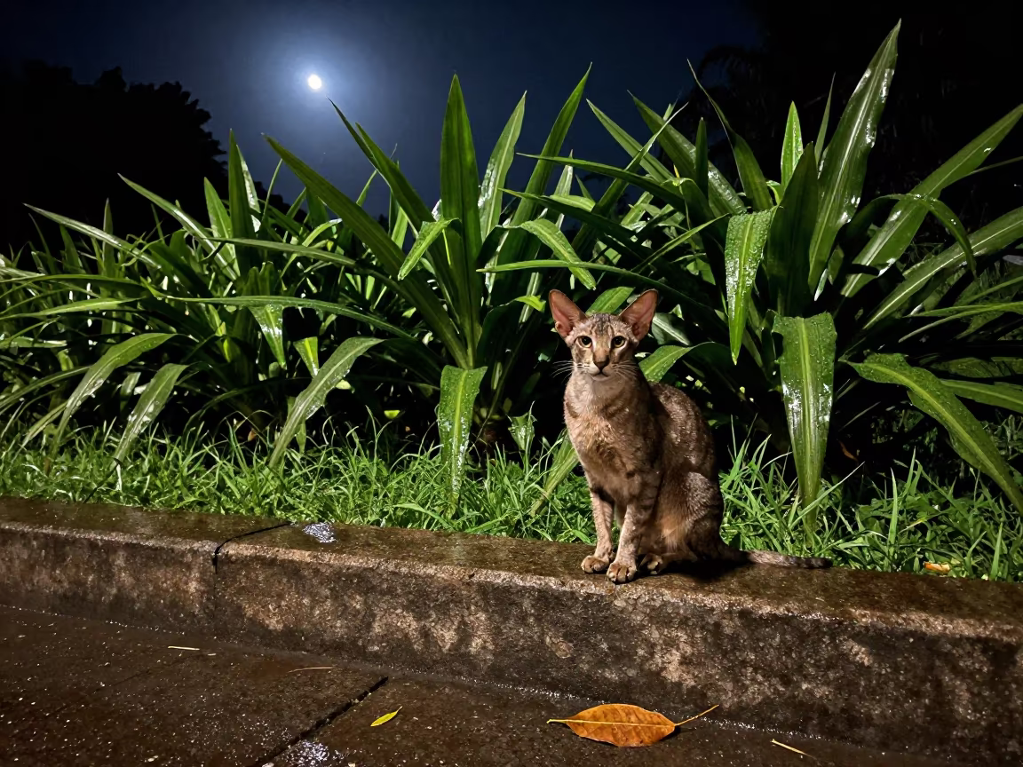 Oriental Shorthair Cat Resting on Wet Park Path in along a quiet park path with soft open shade and a clean background in Lagos