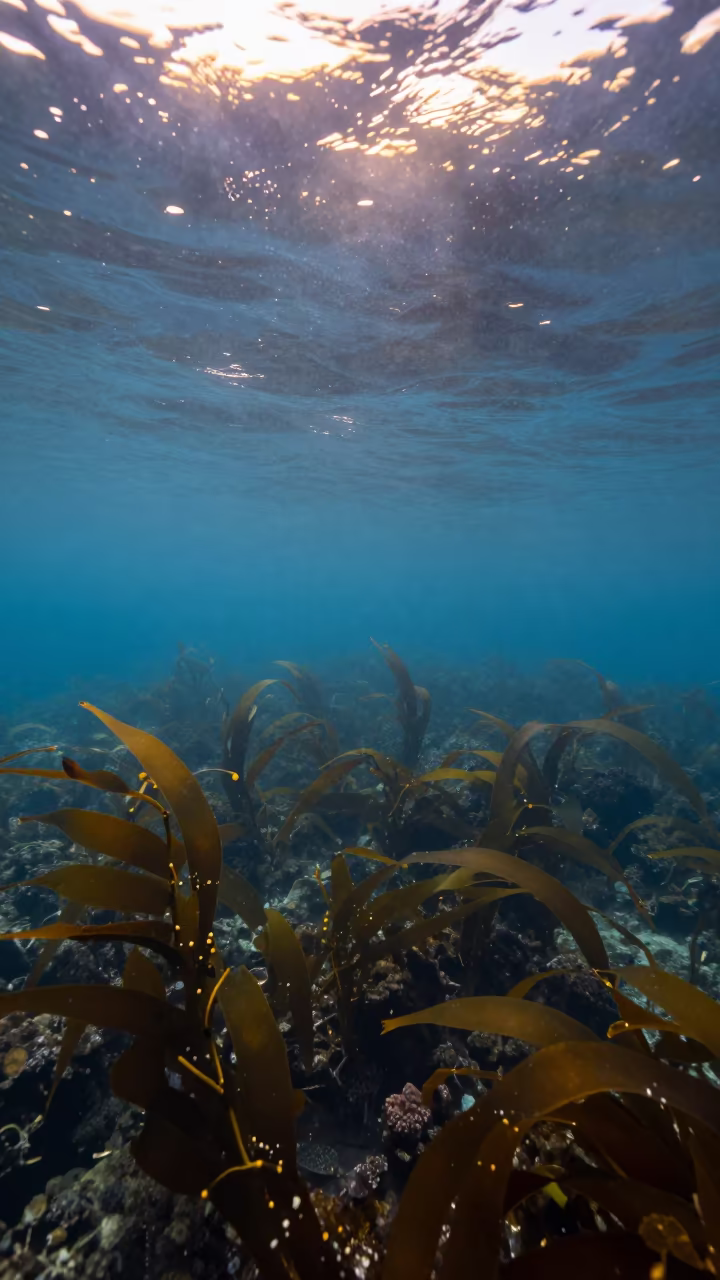 Osaka Kelp Forest Under City Glow in above a cold-water reef edge near Osaka