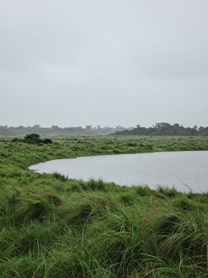 Oxbow Lake Silhouette Rainy Season Dawn in near Maceio