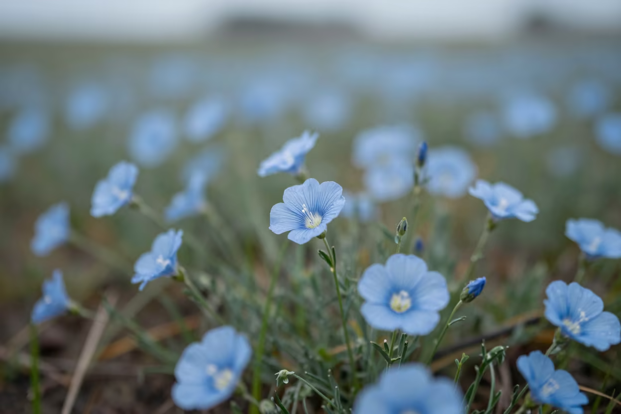 Pale Blue Flax Blooms After Rain in Vitarte Meadow in in a bloom-heavy meadow near Vitarte