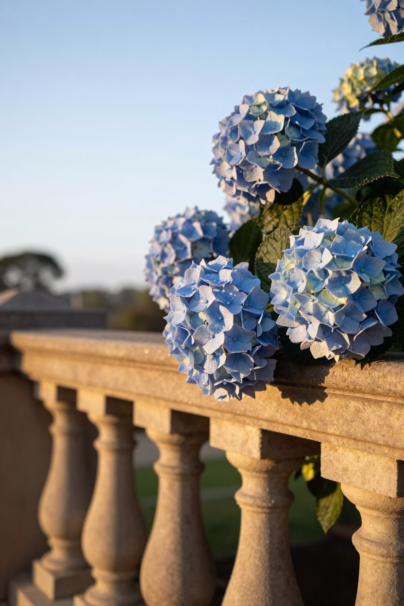 Pale Blue Hydrangeas in Adelaide in in Adelaide, Australia