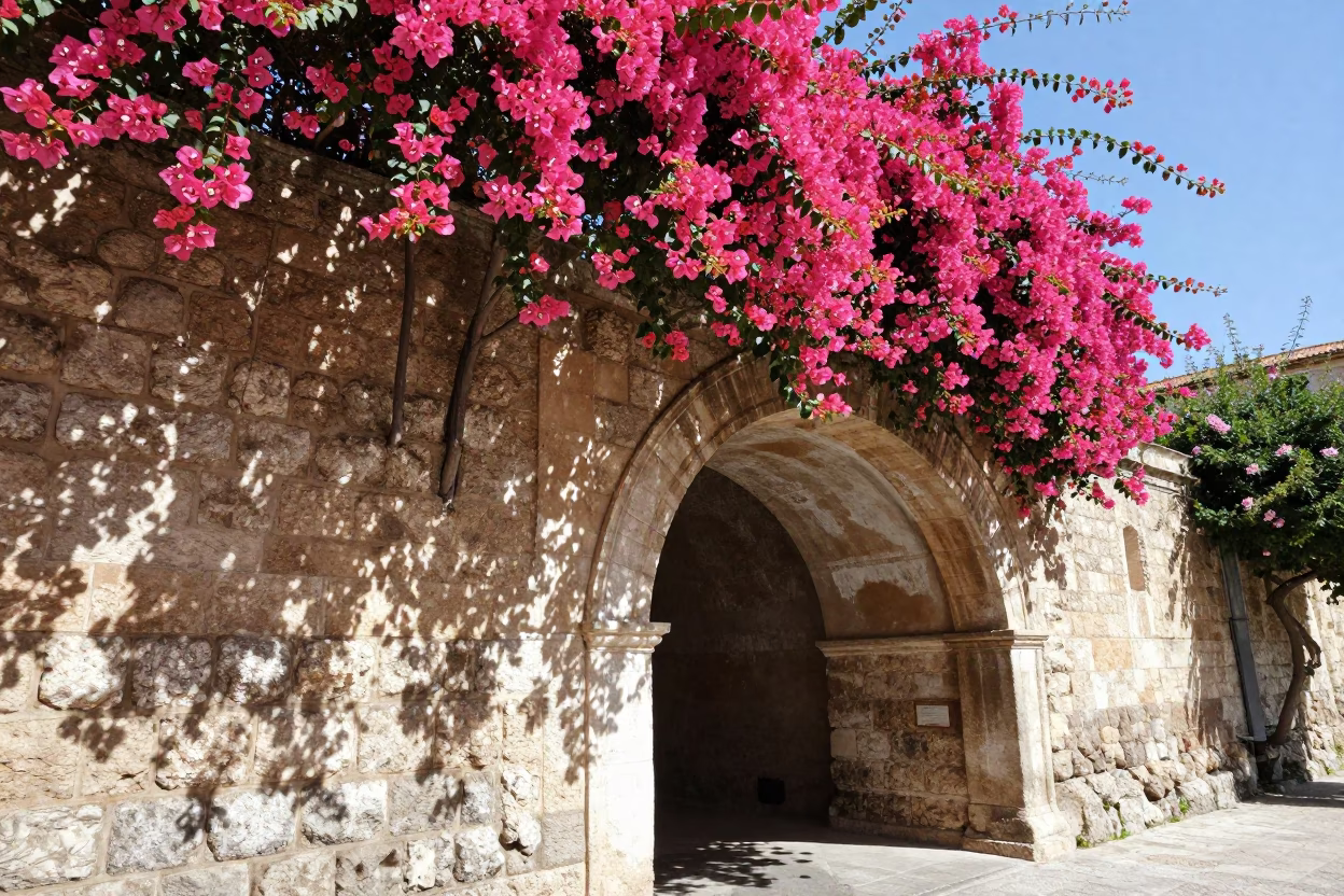 Palermo Italy Noon Sunlight Bougainvillea and Historic Stone Archway Detail in in Palermo, Italy