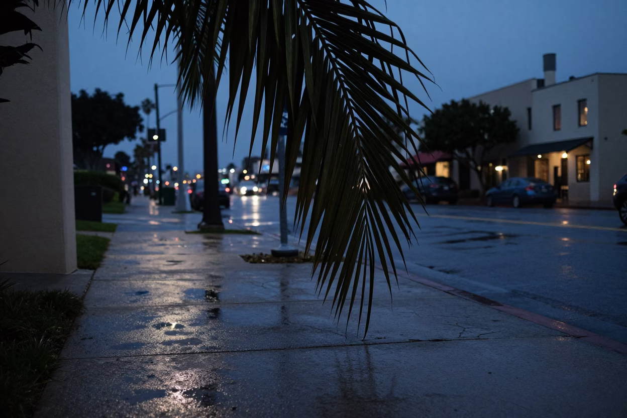 Palm Frond in San Diego in in San Diego, California, United States