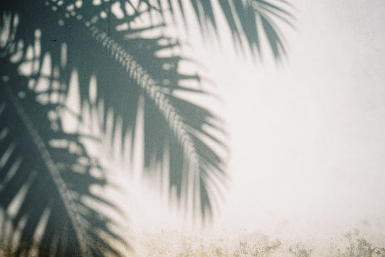 Palm Leaf Shadows on Goa Stucco in in Goa