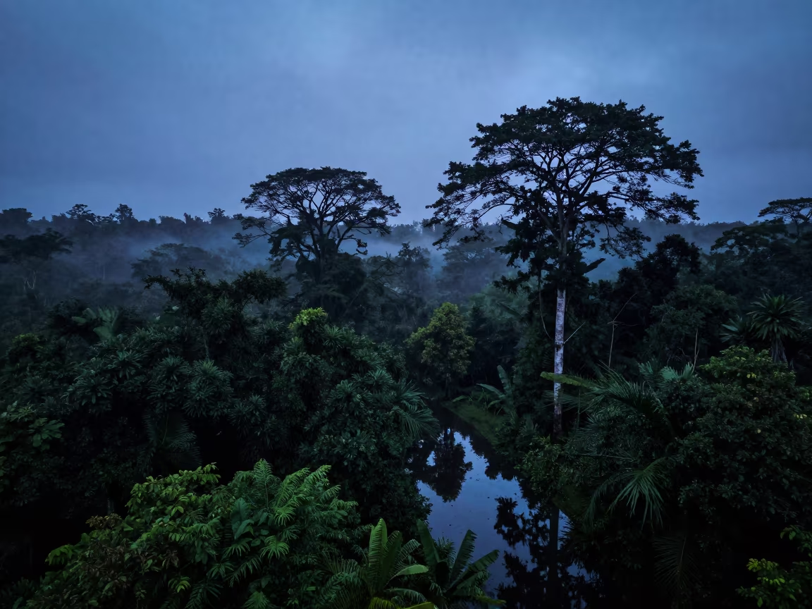 Panama Monsoon Canopy at Blue Hour in in Panama