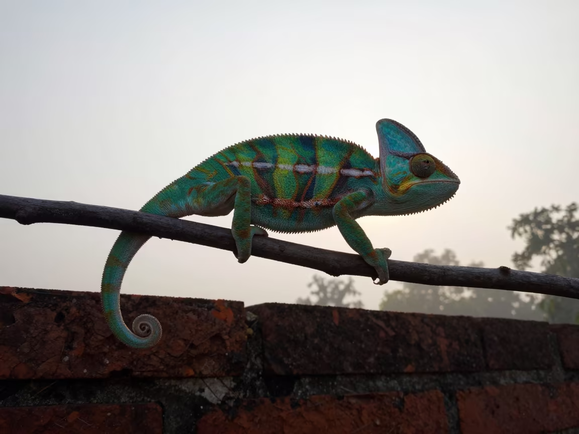 Green Blue Panther Chameleon on Horizontal Tree in in West Bengal