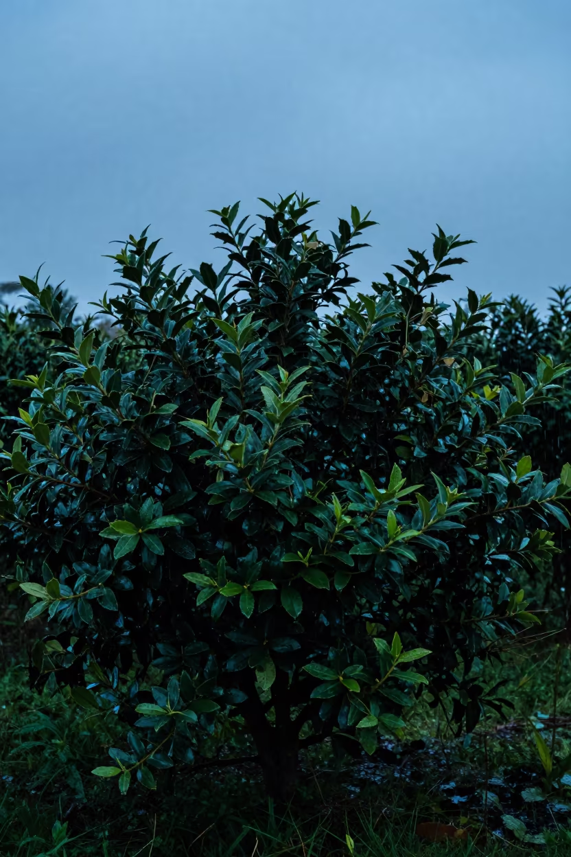 Paraguayan Mate Shrubs Blue Hour Rain in in Paraguay