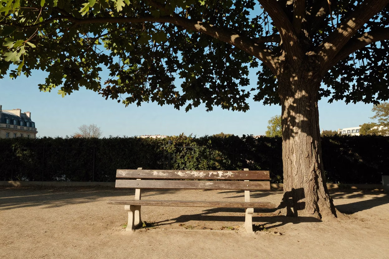 Parisian Park Bench Under Fig Tree in Clear Late Afternoon Light in in Paris, France