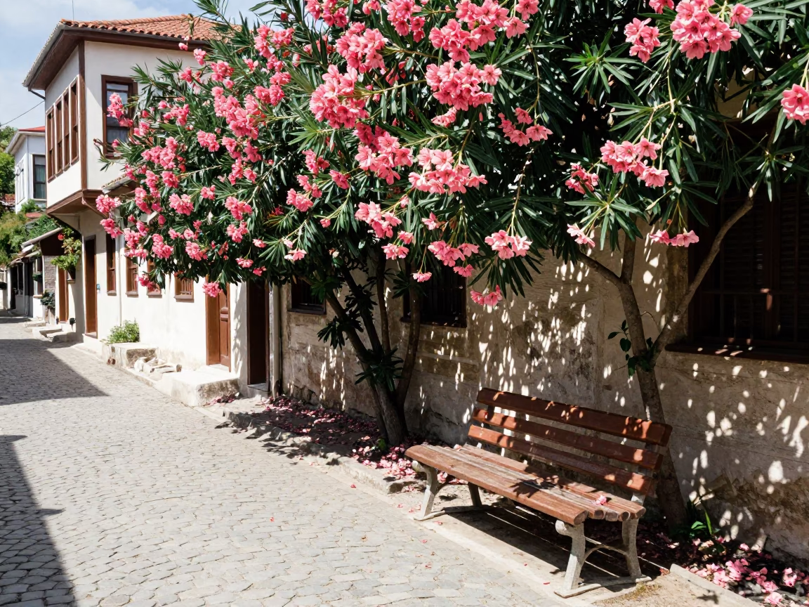 Park Bench in Izmir at Bright Midmorning Light in in Izmir, Turkey