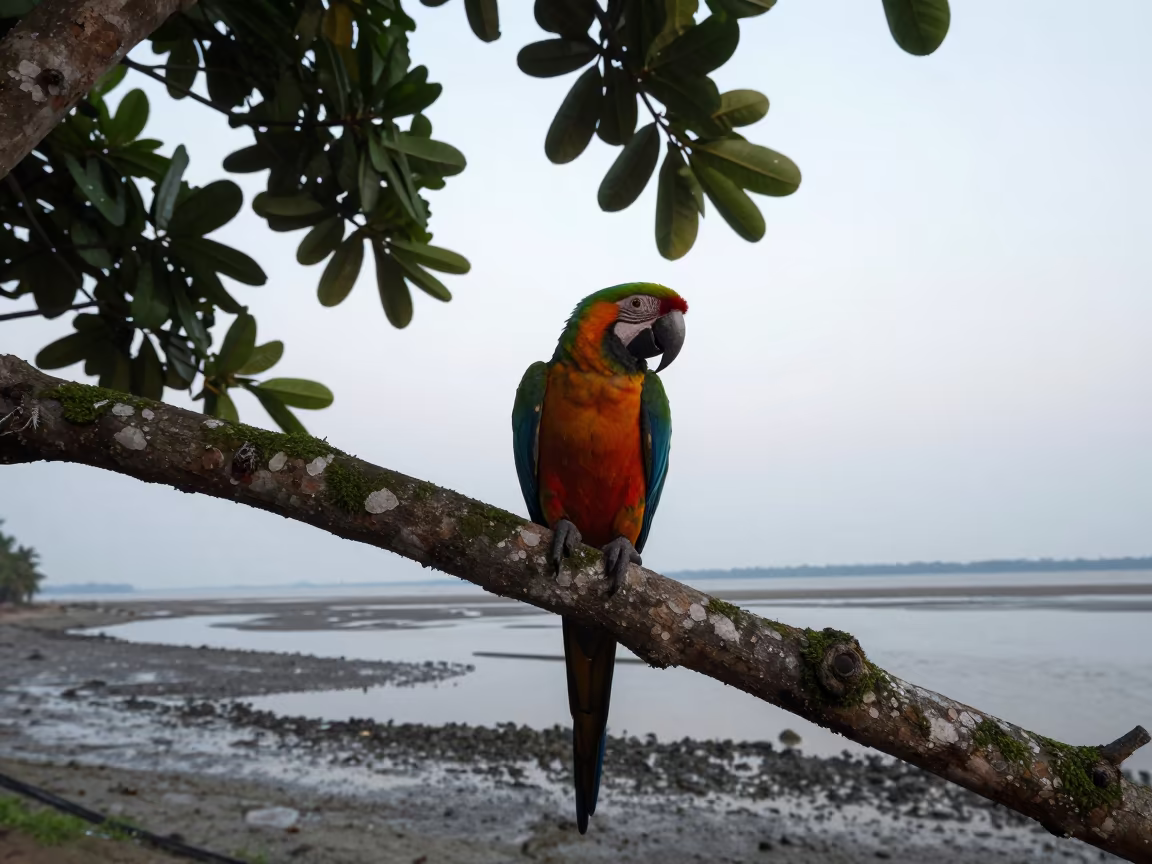 Parrot in Tropical Tree at Dawn in beside a tidal inlet in West Bengal