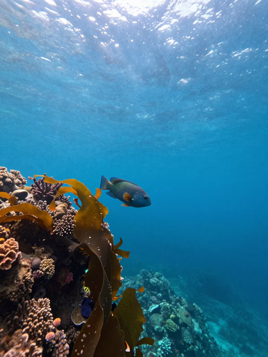Parrotfish Over Coral Wall Blue Water Depth in along a coral wall with blue water beyond near Cairns
