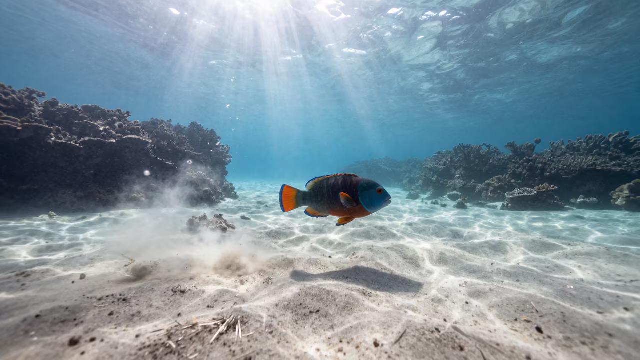 Parrotfish in Sunlight Near Denpasar Reef in beside a reef crevice under clear water near Denpasar
