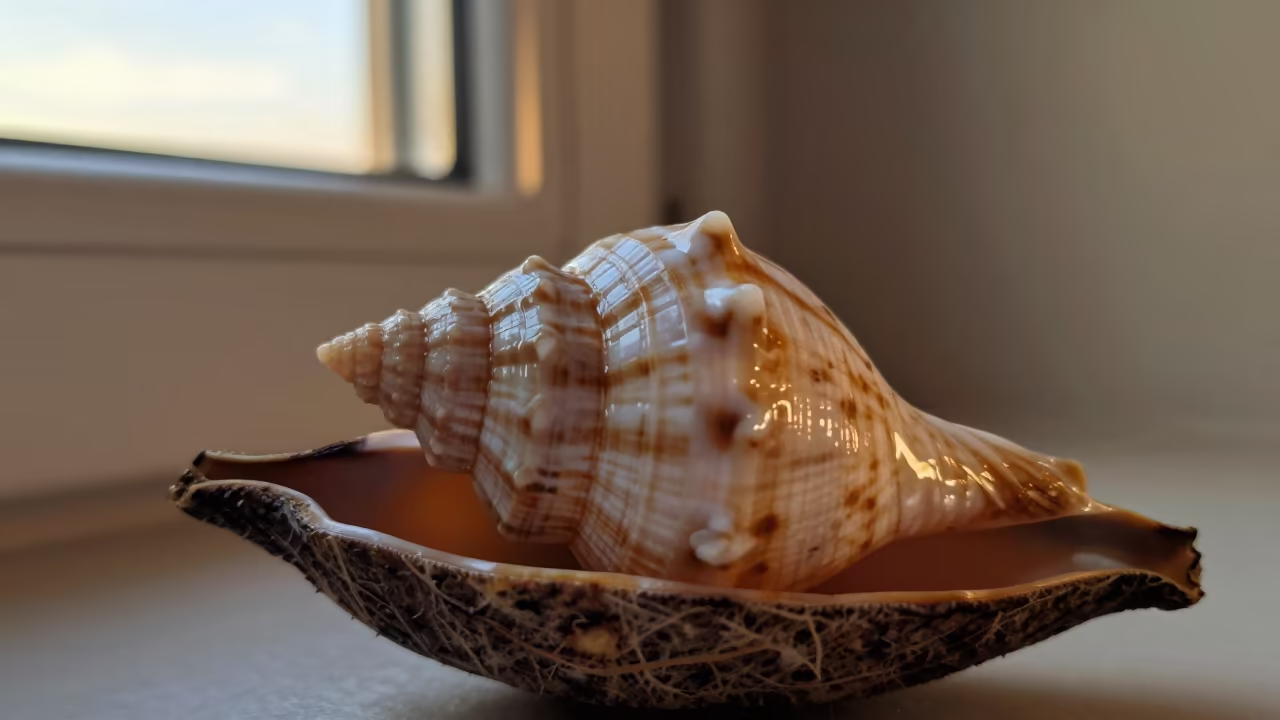 Pearlescent Seashell Whorls in Sunset Light in inside a seed pod split open near Loja