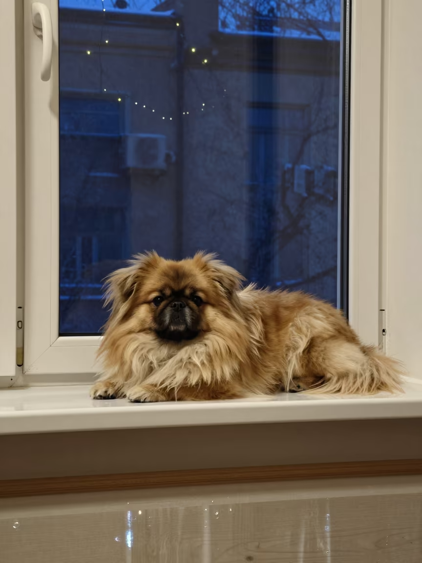 Pekingese on Window Seat in Moscow Night in on a window seat in a quiet apartment with soft side light in Red October, Moscow