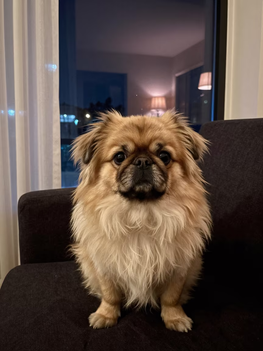 Pekingese Portrait on Sofa Near Curtain in on a sofa near a curtained window with calm indoor light in Daşoguz