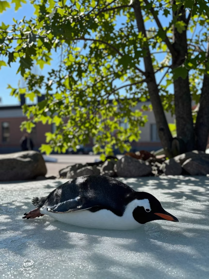 Penguin Belly Sliding on Ice in Helsinki Garden in along a game trail near Kruununhaka, Helsinki