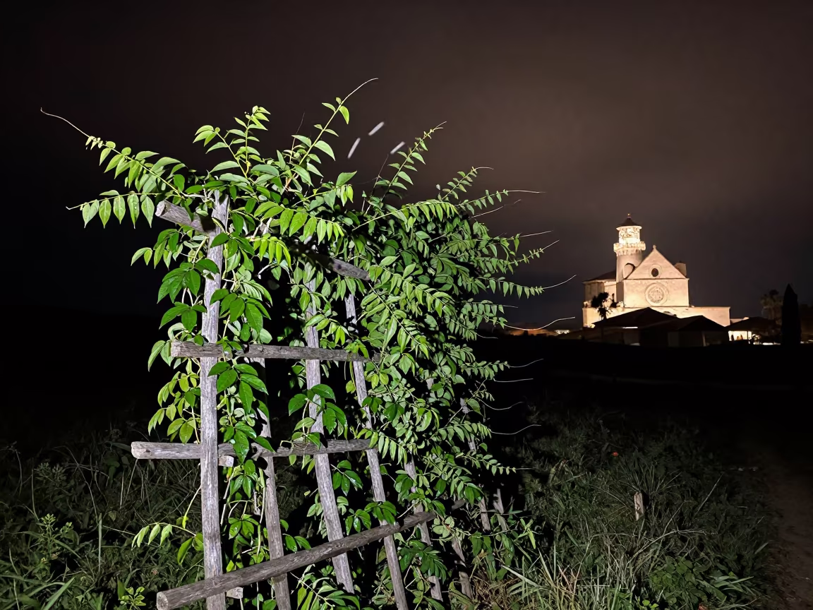 Pepper Vine Trellis Swept by Light in Predawn in near Assisi