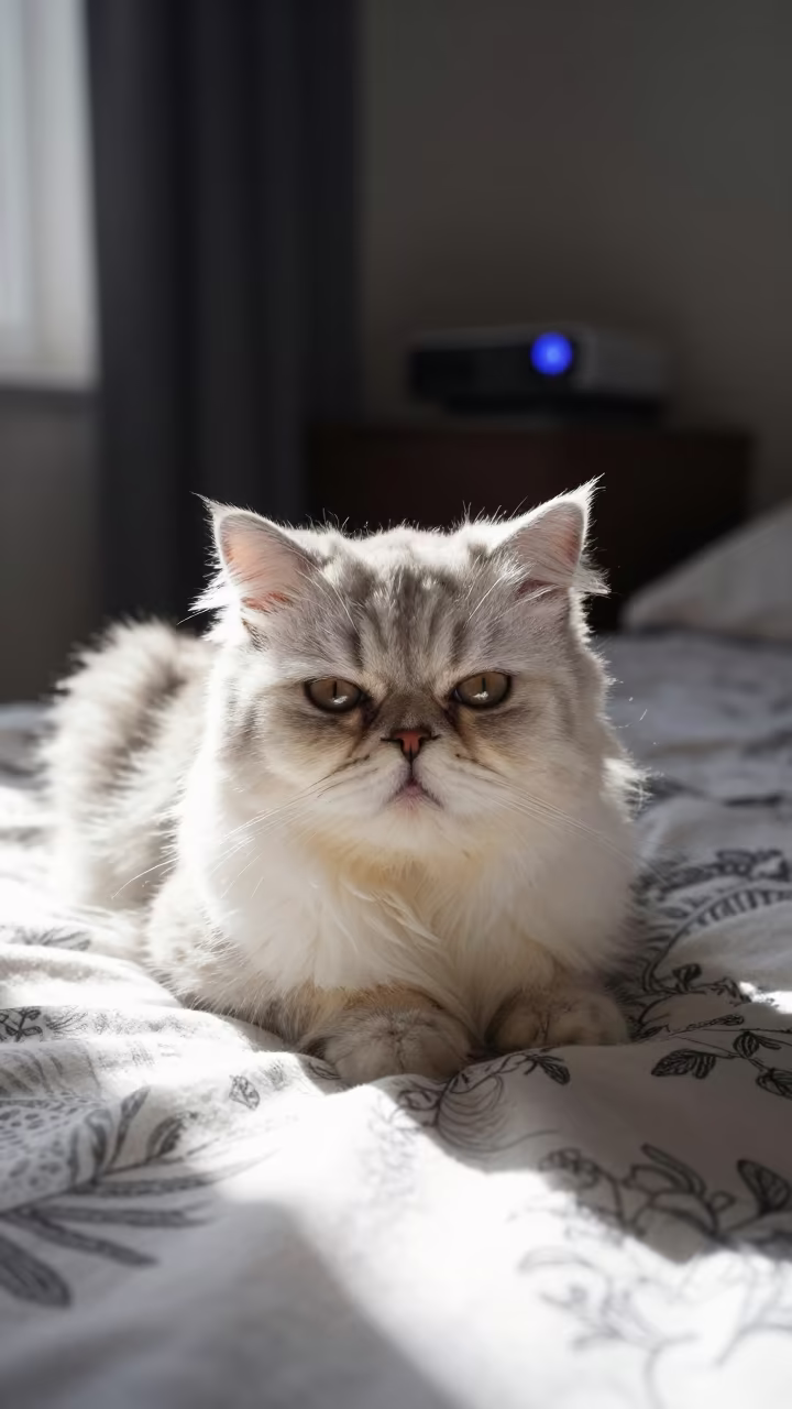 Persian Cat Lounging on Bedspread Near Window in on a bedspread near a bright window with calm indoor light in Maykop