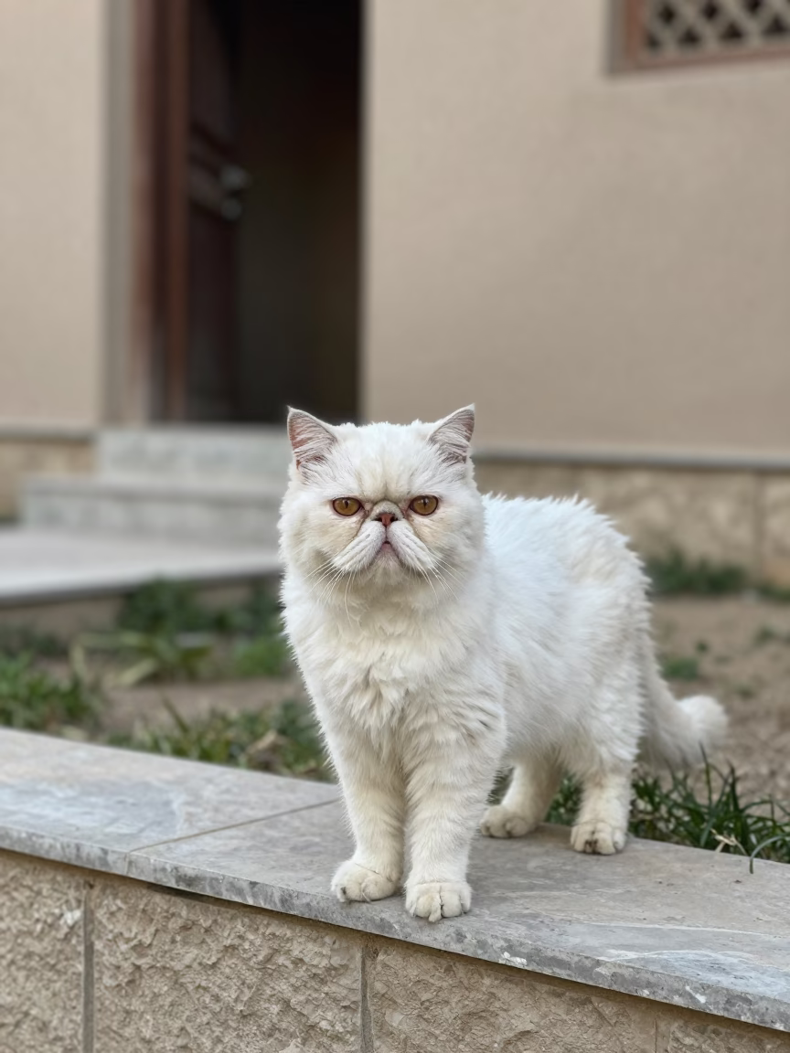 Persian Cat Portrait in Lashkar Gah Yard in in a small yard with clipped grass, calm light, and the animal centered in frame in Lashkar Gah