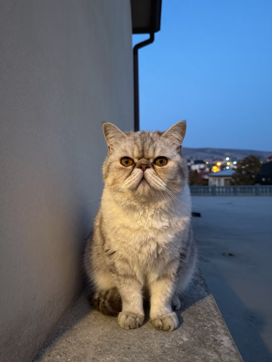Persian Cat Portrait Tokat Courtyard Blue Hour in beside a plain courtyard wall in clear daylight with the animal at eye level in Tokat