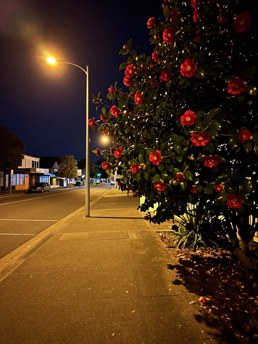 Perth Night Street Scene with Camellia Bush and Punt Boat Reflections in in Perth, Western Australia, Australia
