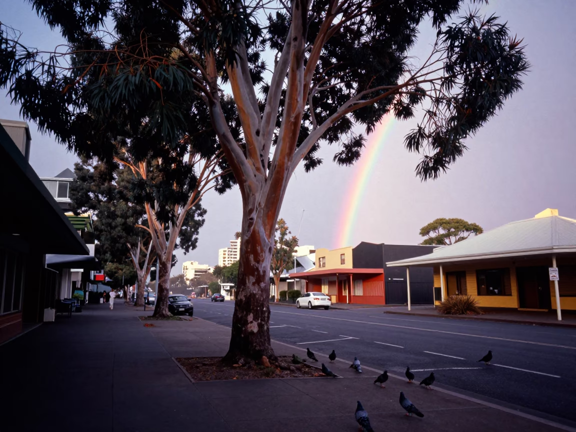 Perth Sunrise Street Scene with Rainbow Eucalyptus and Pigeons in Western Australia in in Perth, Western Australia, Australia