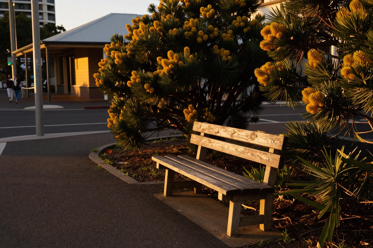 Perth Western Australia honeyed evening light street scene with local elements in in Perth, Western Australia, Australia