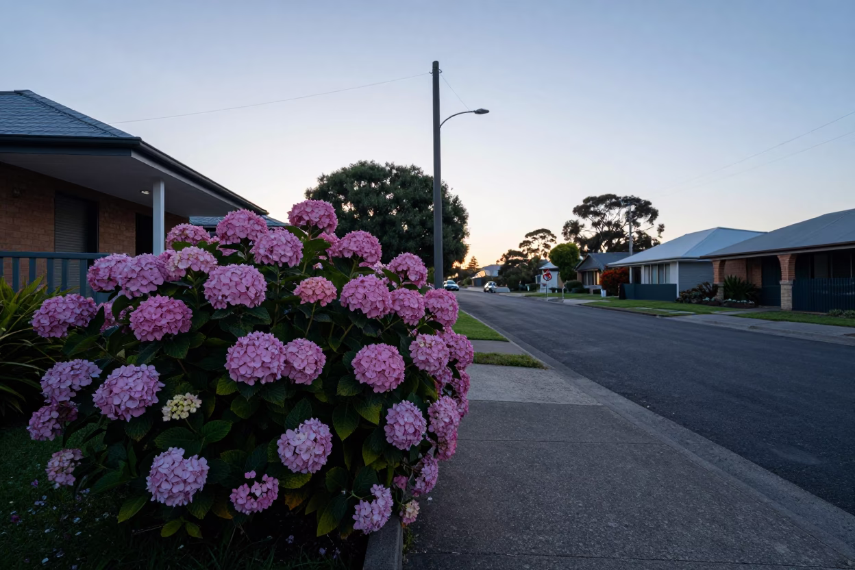 Perth Western Australia sunrise street scene with hydrangea bush and quiet morning atmosphere in in Perth, Western Australia, Australia