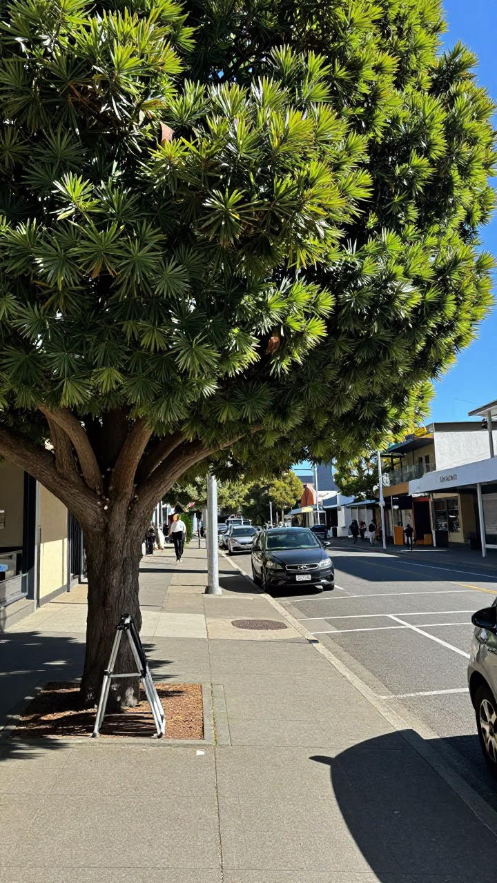 Perth winter noon street scene with tree and folding chair in in Perth, Western Australia, Australia