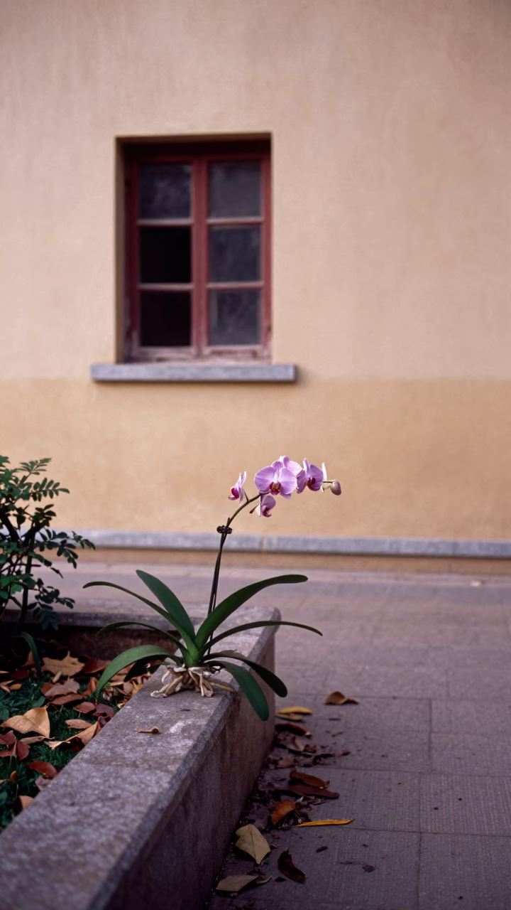 Peruvian Inca Orchid on Kunming Garden Path in near a garden edge with soft morning light and an uncluttered background in Kunming