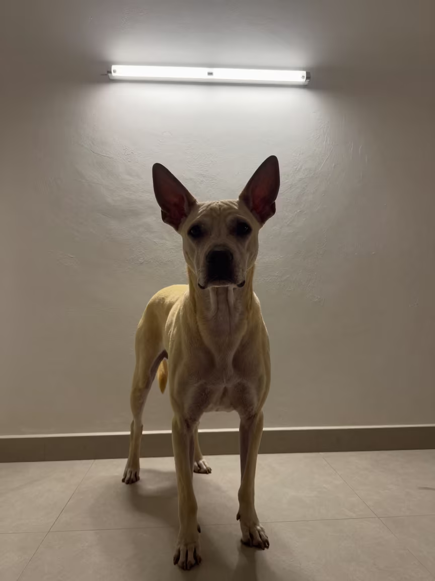 Peruvian Inca Orchid Portrait Against Plaster Wall in beside a plain plaster wall in soft indoor light with the animal centered in frame near Gandhinagar