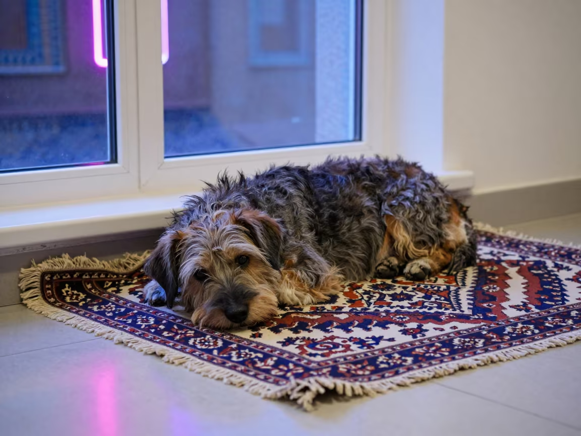 Petit Basset Griffon Vendéen on Bedspread Near Window in on a bedspread near a bright window with calm indoor light in Siab Bazaar, Samarkand